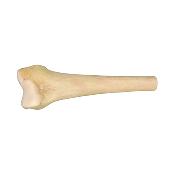 Femur prox whole and distal without ST