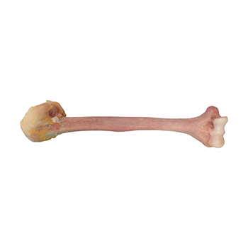 Humerus prox and whole w cuff-2