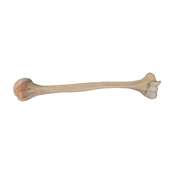 Humerus prox whole and distal without ST-2