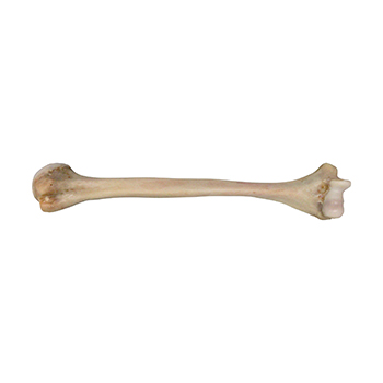 Humerus prox whole and distal without ST-3