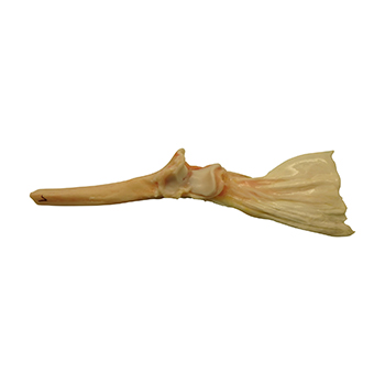 Radius and Ulna